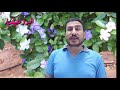 شجرة الأمس واليوم وغدا how to grow a yesterday today tomorrow plant