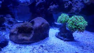 NEW frogspawn coral