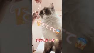 猫は芸を覚えるでしょうか⁉️人間大好きジョーダン君。いつもゴロゴロ、毎日楽しく遊んでもらってます🥰#サイベリアン専門キャッテリーオーロラサンライズ#サイベリアン#サイベリアン子猫#猫#子猫