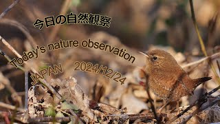 今日の自然観察　Today's nature observation　JAPAN  2024/12/24