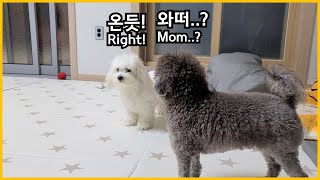 3일만에 주인을 본 강아지의 반전 반응ㅋㅋㅋ