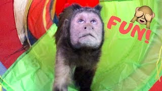 Capuchin Monkey Explores Tunnel Maze!