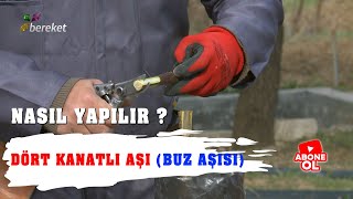 Dört Kanatlı Aşı ( Buz Aşısı ) Nasıl Yapılır ?