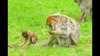 Monkey Mom Loves Baby Monkeys Very Much || Haryanvi Bandar Bandariya Ka Khel क्या कमाल का बंदर है
