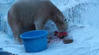 2018年夏のナイトズー　スイカを一気に食べるイッちゃん（Шилка） 2018/08/14　天王寺動物園のホッキョクグマ