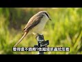 超高效率的捕蟲器——紅尾伯勞｜brown shrike s amazing bug hunting skill｜台中中央公園賞伯勞記 上