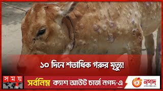 নওগাঁয় দেখা দিয়েছে গরুর লাম্পি স্কিন রোগের প্রকোপ | Cow Lumpy skin disease in Naogaon | Somoy TV