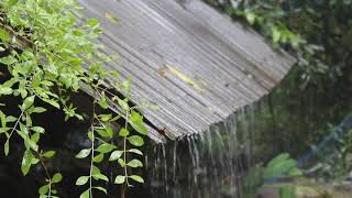 Çinko Çatıya Vuran Gök Gürültülü Yağmur Sesi🌧️Dinlendirici Yağmur Sesi🌧️الاسترخاء صوت المطر🌧️