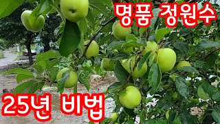 명품 정원수 조경수 유실수 사과나무 키우기 25년 고수 비법공개 카페정원 주택정원 펜션정원 미니정원 전원주택정원 텃밭정원 꽃밭 주택정원 옥상정원 정원가꾸기