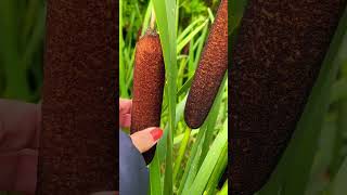 Hotdog plant 😄 but formally known as Bulrush #shorts