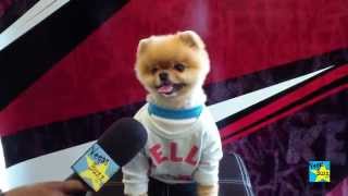 Jiff Pom stops in Vegas! Gotta See this! Soooo Cute!