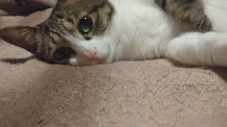 寝ながら、招き猫にゃ～からの魂お出かけ中、、、