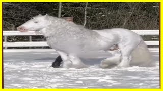 The elegant snow white horse, the most beautiful white horse you can see, the most beautiful snow ho