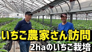 【いちご栽培 いちご農家】いちご農家さん訪問 栽培面積2haのいちごを栽培している農家さんにインタビュー