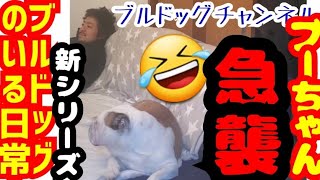 ブルドッグ🐶ブルドッグのいる日常！ブーちゃんに襲われるブルドッグマン