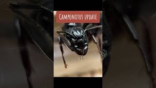 Camponotus update #ant #ants #antcolony #antkeeping #queen #bug #nature #antnest #camponotus