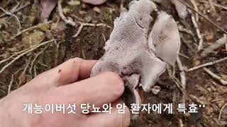 개능이버섯 모기버섯 싸리버섯의 여왕 송이싸리 왕대박''