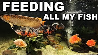 FEEDING ALL MY FISH! Piranha, Arowana, Oscars, Stingrays and more! The king of DIY - 2023