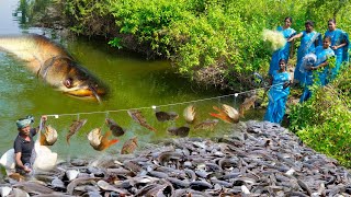 Amazing Big fish Catch | Village Fish Hunting |  Unbelievable Fishing | Village Super Cooking