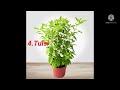 top 12 super plant that attract money பணத்தை ஈர்க்கும் 12 செடிகள்