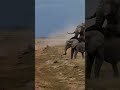 Elephants mating with her partners in National Park Africa #viral #tiktok #youtube #viral