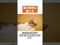 猫の独特な眠り方 part1 shorts