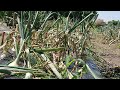 HARVESTING ONIONS | How To Dry & How To Preserve #kmari sensei