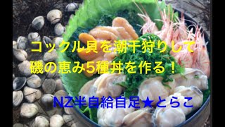 NZ半自給自足生活　野生のコックル貝の潮干狩りとコックル貝三昧の幸せご飯♪