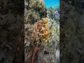 changing color octopus 😮🐙 octopus wildlife gopro10 travelchannel