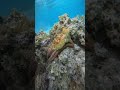 changing color octopus 😮🐙 octopus wildlife gopro10 travelchannel