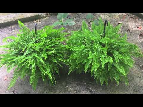 SAVED: Last Summer's Boston Ferns SAVED: Last Summer's Boston Ferns