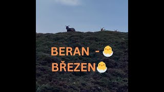 ♈BERAN - 🐣BŘEZEN🐣Hledání chyby