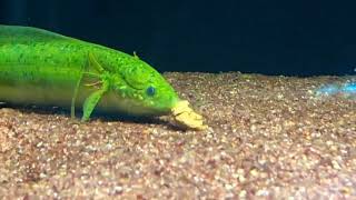 Gilled Lungfish Feeding [ Protopterus Amphibius ]