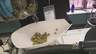 Downside To Medical Marijuana Legalization