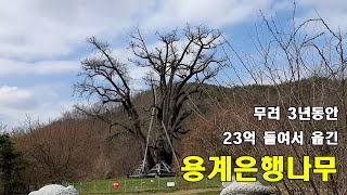 국내 최대라는 용계리 은행나무(직경 4미터, 둘레 14.5미터)  엄청나네요.  캬ㅎㅎ~