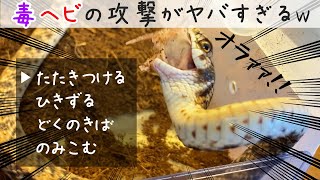 【毒蛇飼育】モイラヘビの捕食がヤバすぎるw(噛まれる、叩きつけられる×2、引きづられる！)