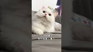 【小扶蝶的日常】這貓看上去挺呆的