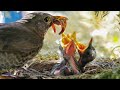 Baby Birds Eating | Mother Sparrow Feeding Their Babies In Nest