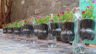 Reusing plastic bottles into flower pots, which don't need watering | DIY garden