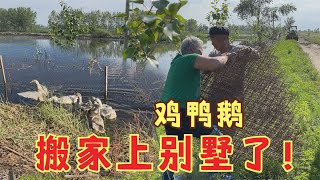 农民王小：爸妈打造水上“别墅”，鸡鸭鹅搬家乐疯了，看着都过瘾