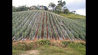 Tomato Farming in Cebu # Scarlette F1 ,Jewel F1 , Diamante Max F1 # east west seed