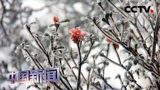 [中国新闻] 冷空气影响趋结束 南方多地降大雪 | CCTV中文国际