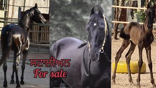 ਬਹੁਤ ਹੀ ਖੂਬਸੂਰਤ ਘੋੜਾ For sale ਜੈਜ਼ ਰੇਟ ਕਰਲੋ ਸੰਪਰਕ #horselover #subscribe  @surjeetbhupal296