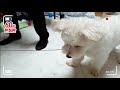 60초 한정판 반항하는 강아지 마침내 욕 뱉으신 엄니 rebellious puppy