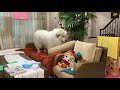 穴掘りにワンプロ！元気いっぱいのルンルンです　great pyrenees　グレートピレニーズ