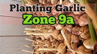 When to plant Garlic in Zone 9a 🧄 #gardening #homestead