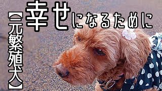 元繁殖犬のハナちゃんがおしえてくれた事。そして、トライアルを２日後に控えた旭きゅんは〇〇拒否？！「vol 185」