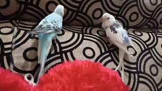 My pet birds। Pets।  Funny birds activists