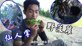 【探索兄弟】無人島求生，進叢林吃了仙人掌，沒想到和黃瓜一樣好吃