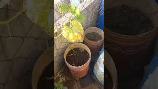 How to grow Bottel Gourd in pots. చిన్న కుండీల్లో కూడా అనపకాయలు ఎక్కువ రావాలంటే#Calabash#Bird nest g